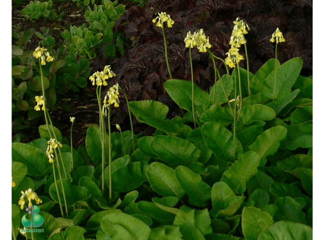 Primula florindae